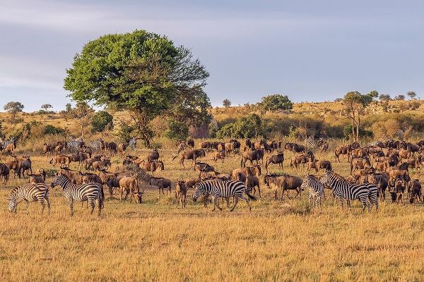 Africa-Tanzania-Serengeti National Park Zebras and wildebeests on plain
